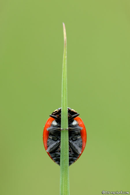 Seven-spot ladybird - Coccinella septempunctata