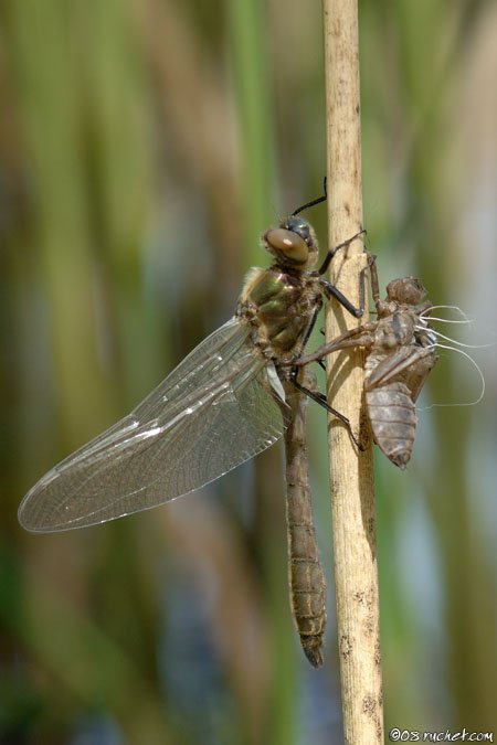 Cordulia aenea - Cordulia aenea