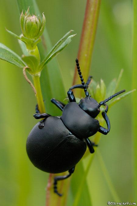 Bloody-nosed beetle - Timarcha tenebricosa