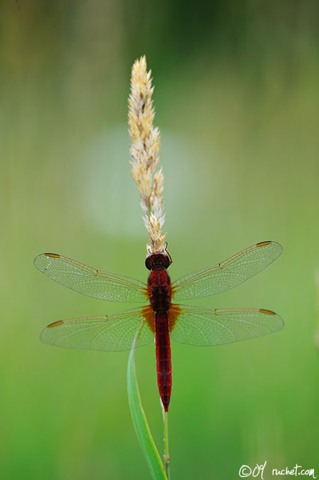Scarlet Dragonfly - Crocothemis erythraea