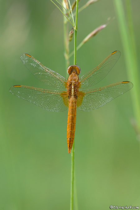 Scarlet Dragonfly - Crocothemis erythraea