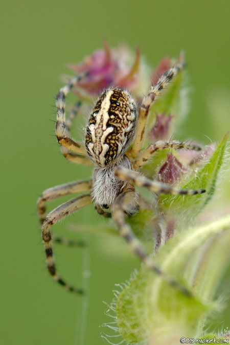 Oak spider - Aculepeira ceropegia