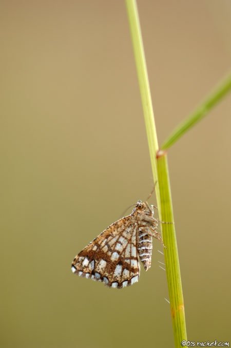 Latticed Heath - Chiasmia clathrata