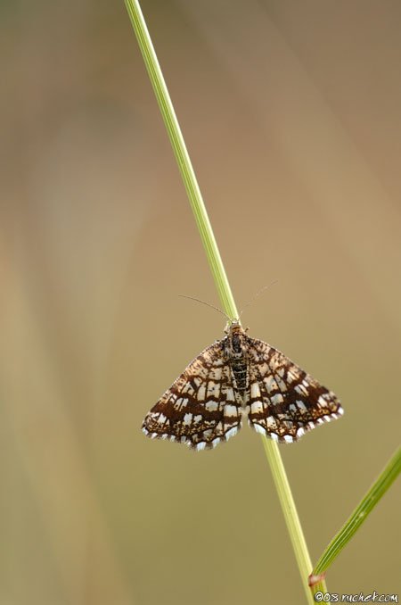 Latticed Heath - Chiasmia clathrata