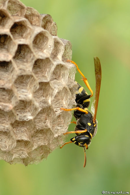 Echten Wespen - Vespidae