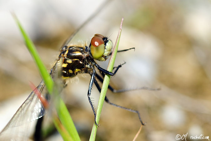 Dark Whiteface Dragonfly - Leucorrhinia albifrons