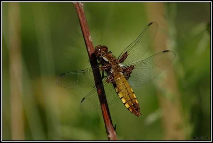 Libellula depressa - Libellula depressa