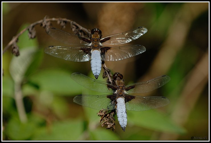 Libellula depressa - Libellula depressa