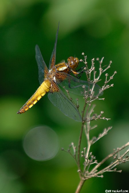 Libellula depressa - Libellula depressa