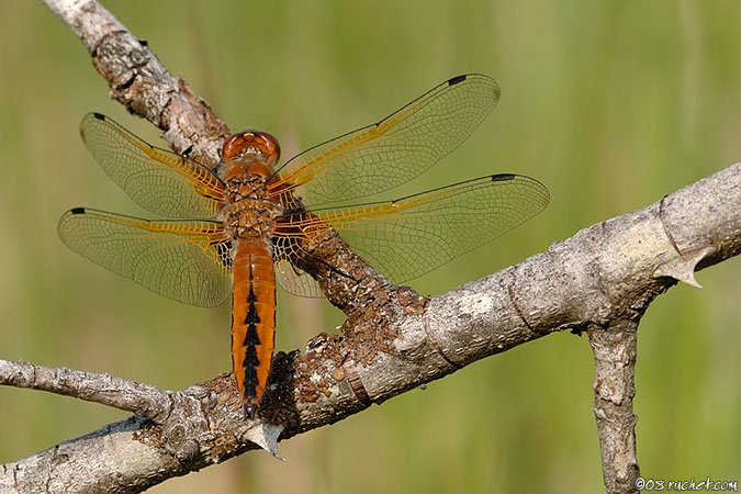 Scarce Chaser - Libellula fulva