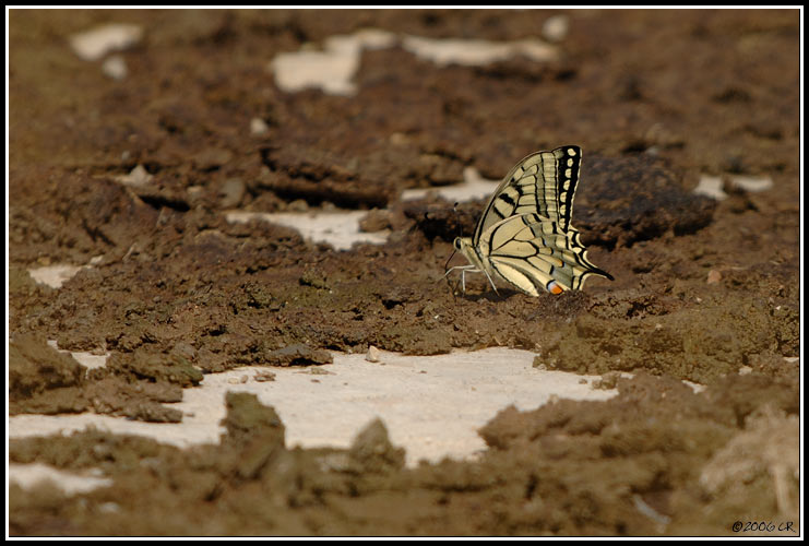 Machaon - Papilio machaon