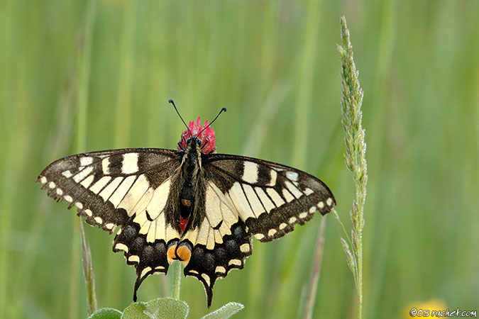 Macaone - Papilio machaon