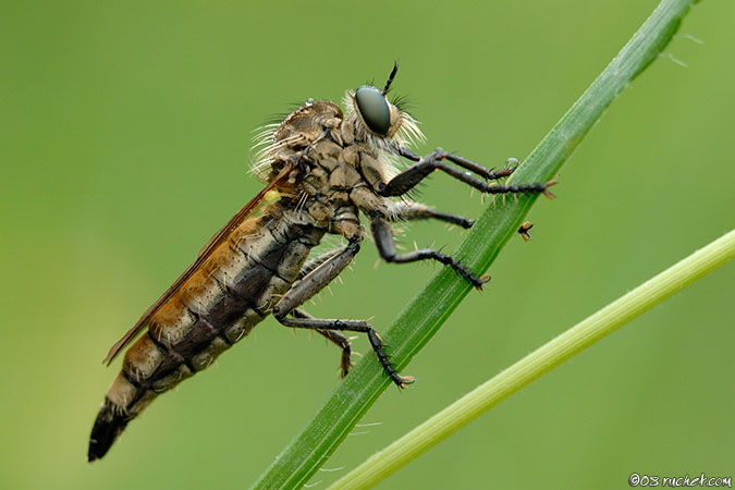 Raubfliege - Machimus sp.