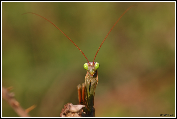 Praying mantis - Mantis religiosa