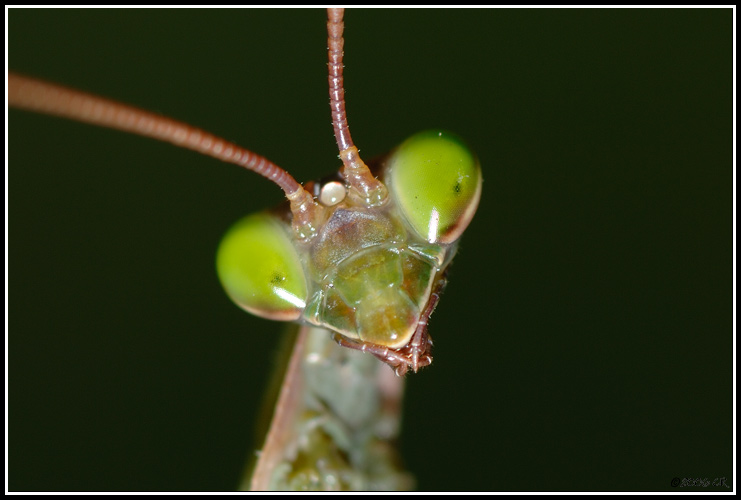 Fangschrecken - Mantis religiosa