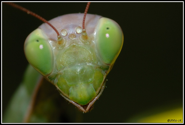 Fangschrecken - Mantis religiosa