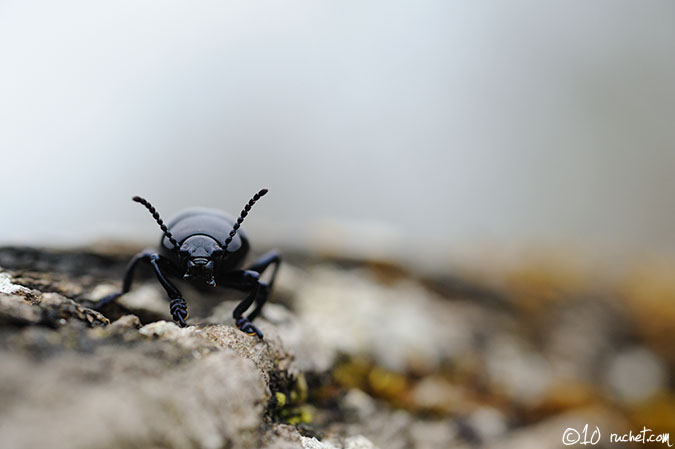 Oil Beetle - Meloe proscarabaeus