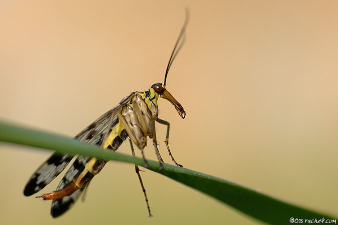 Scorpionflies - Panorpa communis