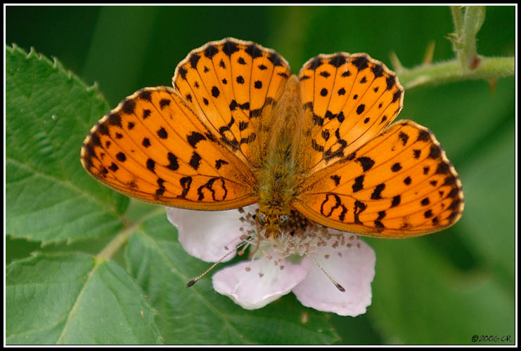 Marbled Fritillary - Brenthis daphne