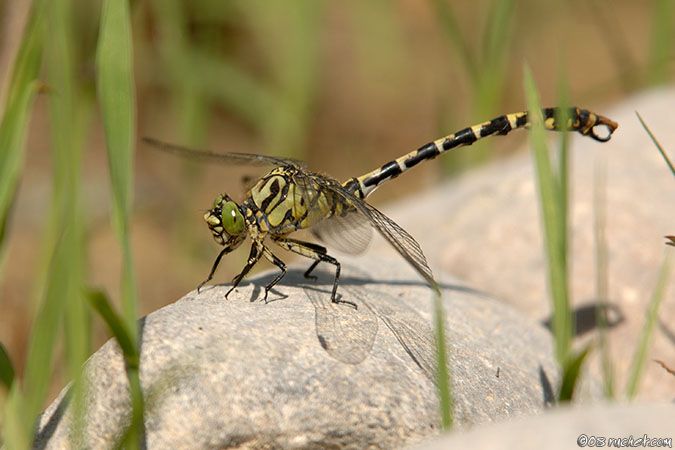 Green-eyed Hook-tailed Dragonfly - Onychogomphus forcipatus