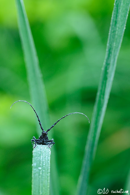 Capricorn beetle - Cerambyx scopolii