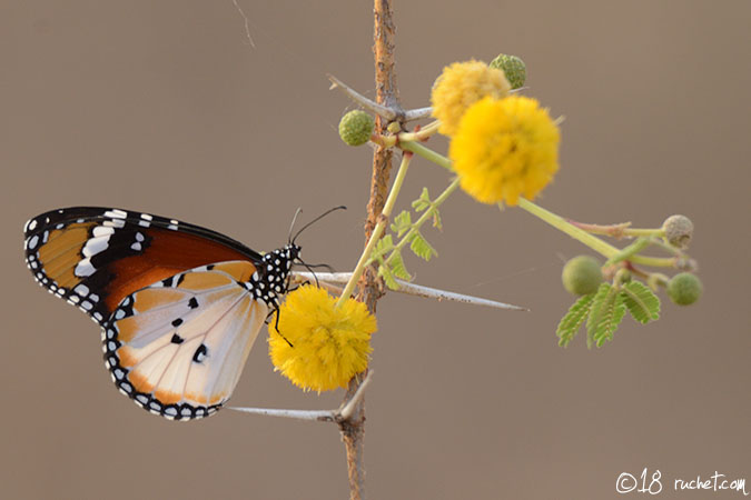 Kleine Monarch - Danaus chrysippus