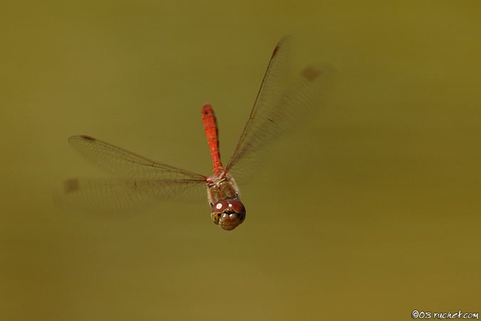 Sympetrum striolatum - Sympetrum striolatum
