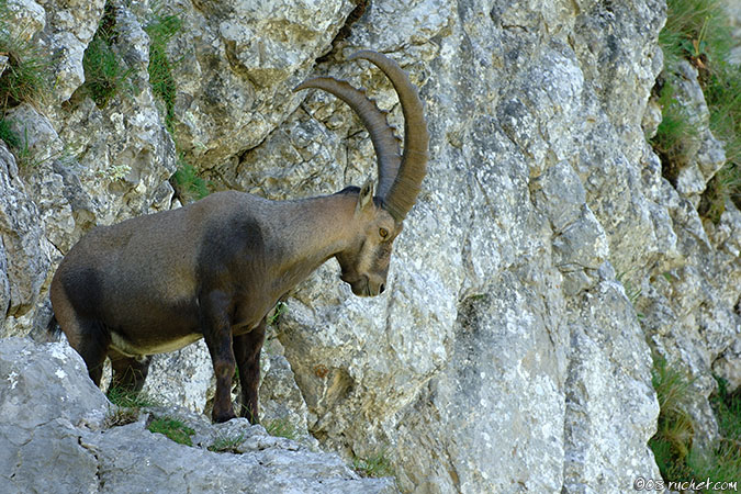 Bouquetin - Capra ibex