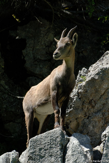 Alpine Ibex - Capra ibex