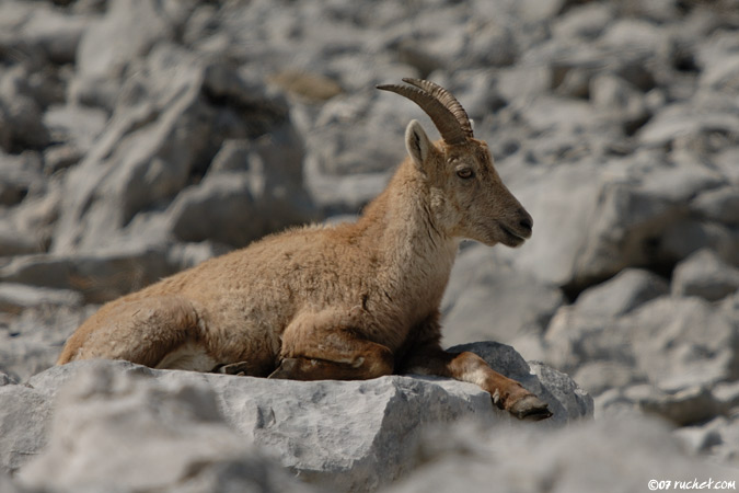 Alpine Ibex - Capra ibex