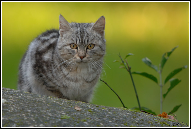 Domestic cat - Felis silvestris catus