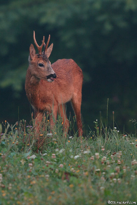 Roe deer - Capreolus capreolus