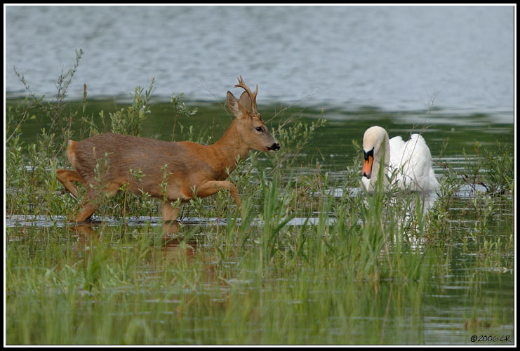 Reh - Capreolus capreolus