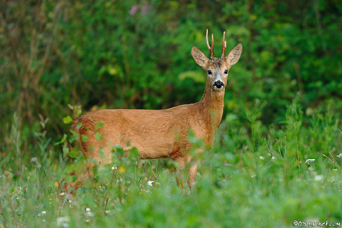 Reh - Capreolus capreolus
