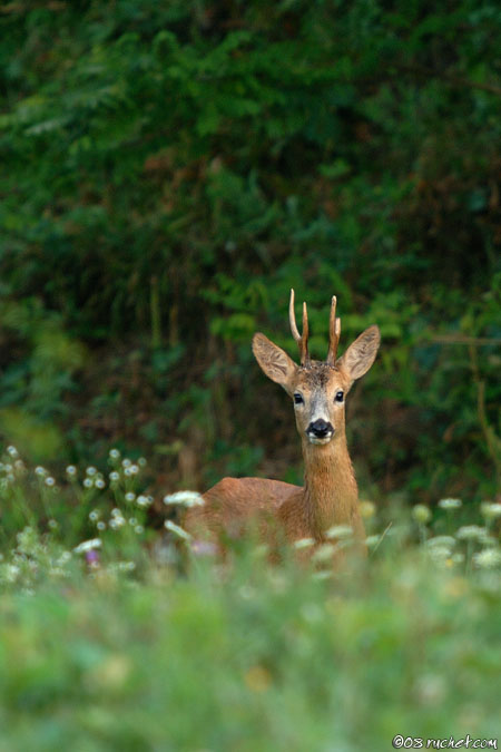 Reh - Capreolus capreolus