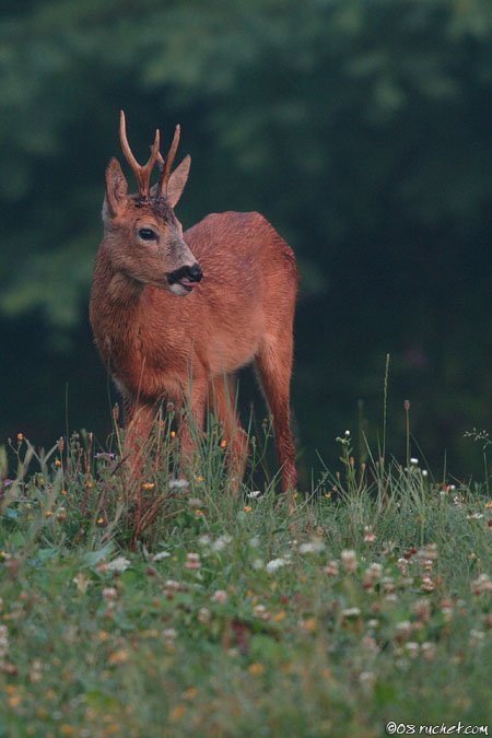 Chevreuil - Capreolus capreolus