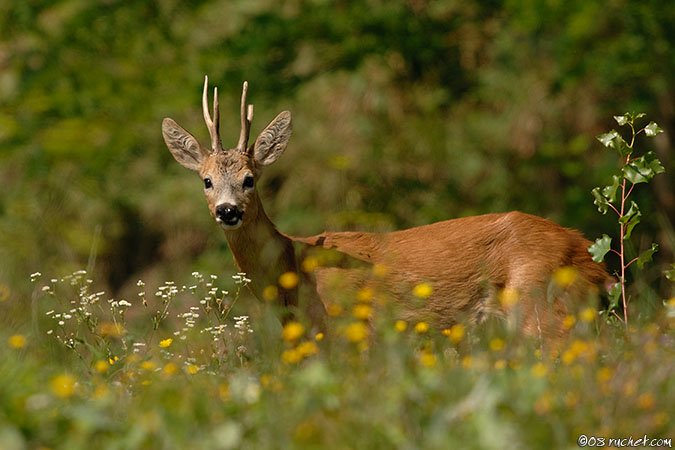 Chevreuil - Capreolus capreolus