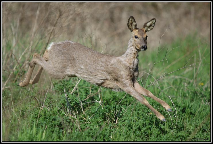 Reh - Capreolus capreolus