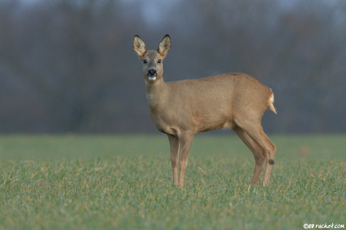 Reh - Capreolus capreolus