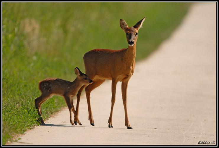 Reh - Capreolus capreolus