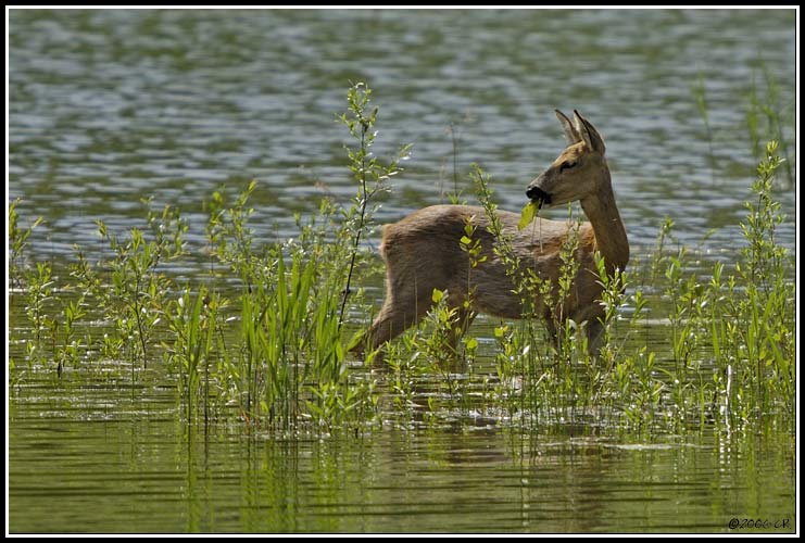 Reh - Capreolus capreolus