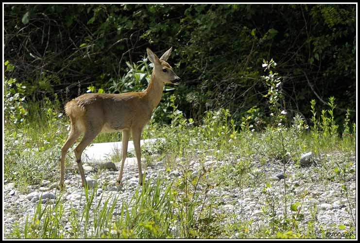 Reh - Capreolus capreolus