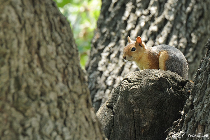 Persian squirrel - Sciurus anomalus
