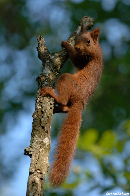 Écureuil roux - Sciurus vulgaris
