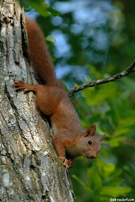 Eurasian red squirrel - Sciurus vulgaris