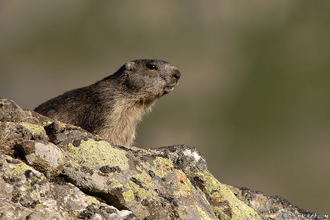 Marmota - Marmota marmota
