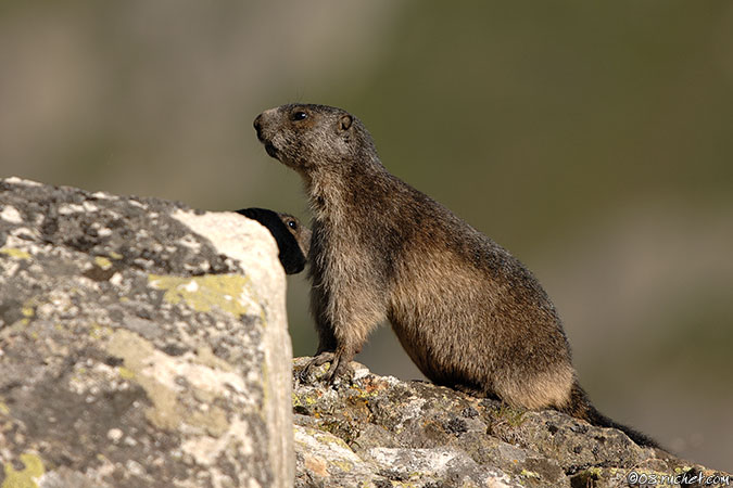 Marmotte - Marmota marmota