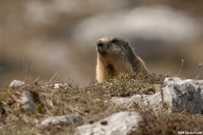 Marmot - Marmota marmota