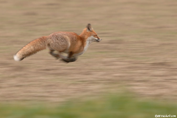 Red fox - Vulpes vulpes