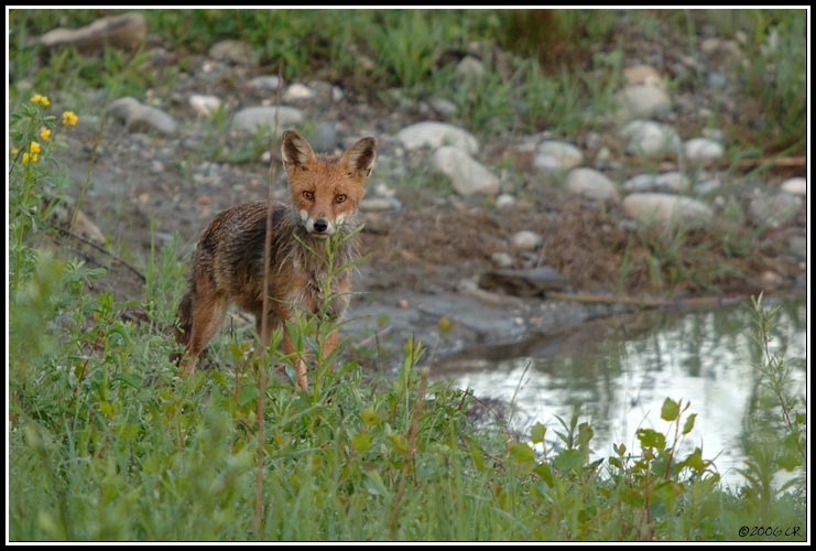 Renard roux - Vulpes vulpes